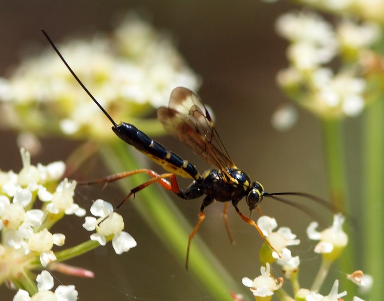 Ichneumonidae (Banchinae, simile a Syzeuctus)